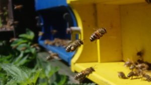 Bienen Imkerei Austermann