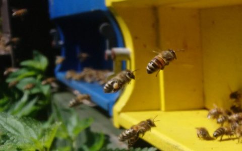 Bienen Imkerei Austermann